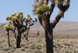 Joshua Trees